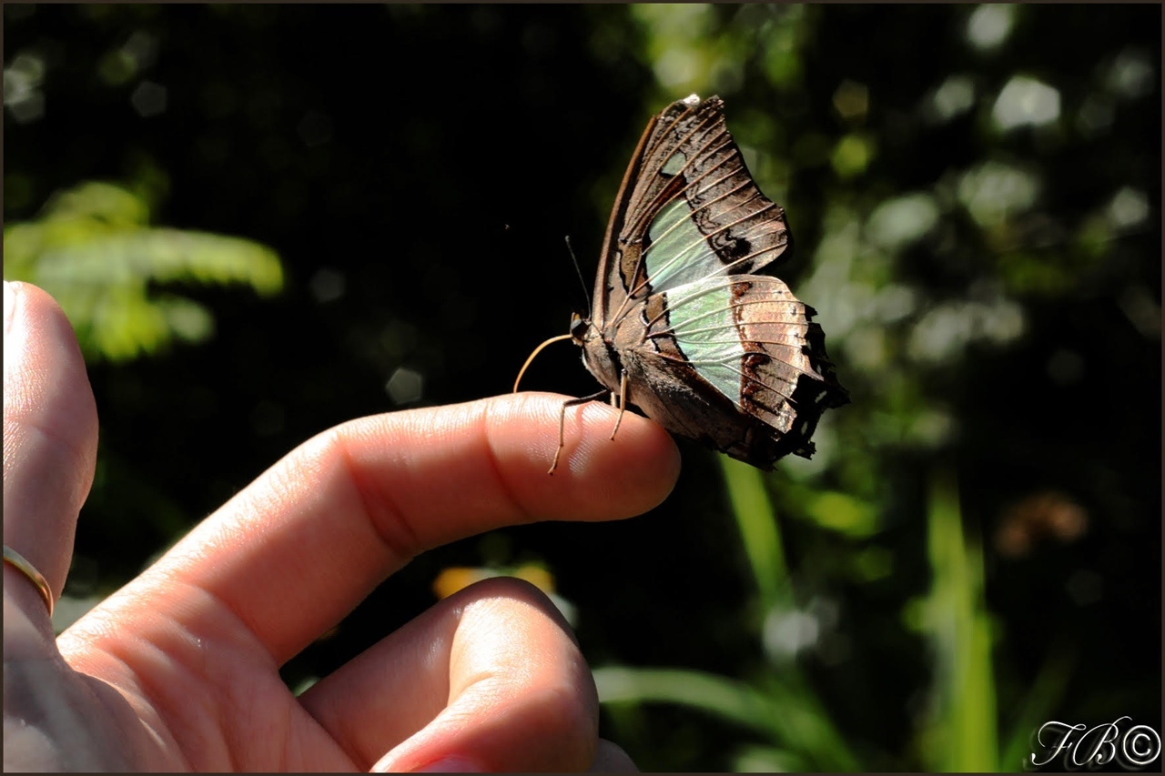 Butterfly Park - Luang Prabang