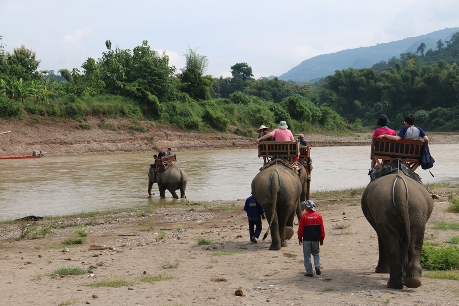 Elephant village - Luang Prabang 